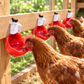 Chicken Waterer cups in a backyard coop